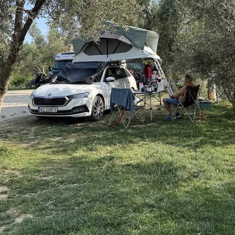 A car with a rooftop tent pitched in the shade of an olive tree
