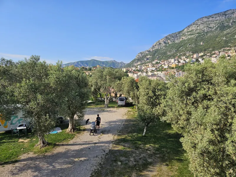 A gravel lane through the shaded olive grove, with Krujë and its mountain behind